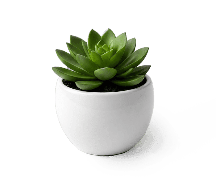 Desk Plant